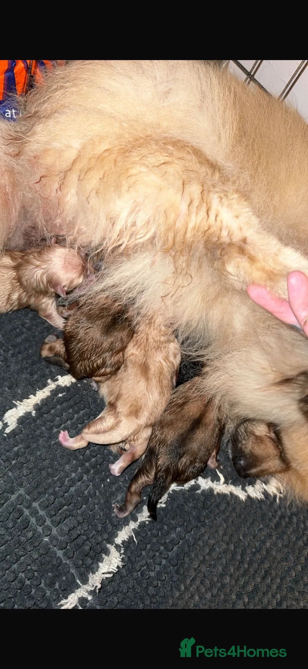 Pomeranian dogs for sale: Pomeranian puppy’s  in Larkhall - Advert 6