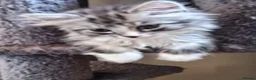 Mixed Breed cats for sale: Mixed race norwigen forest kittens!  - Advert 4