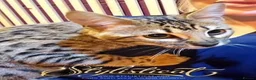 Savannah cats for sale: Proven stud and Young adult F3 female on active re - Advert 9