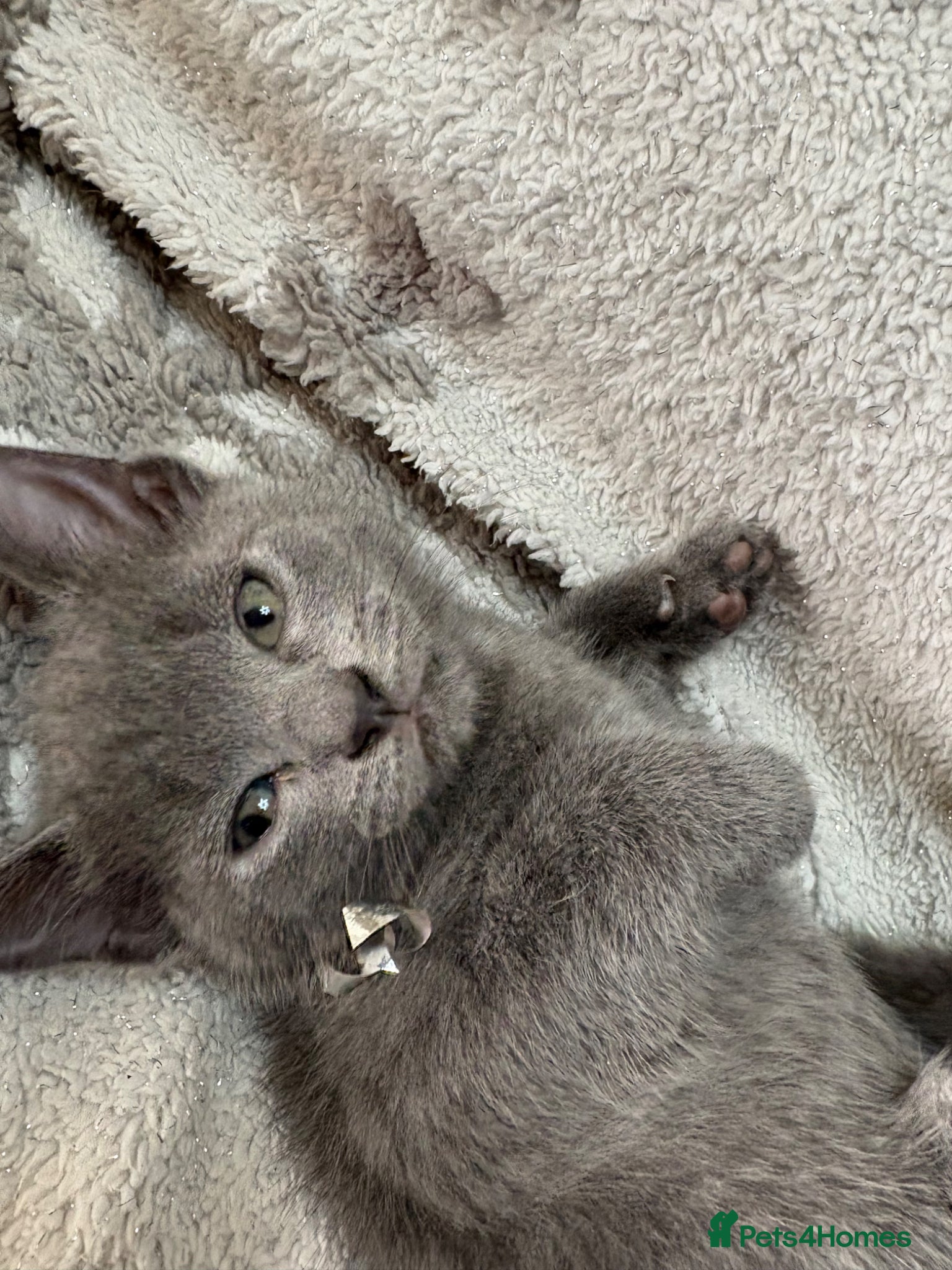 Russian Blue cats for sale: Blue Russian kittens - Advert 14