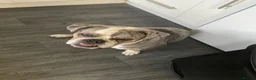 English Bulldog dogs for sale: Beautiful English Bulldog in Nottingham - Advert 8