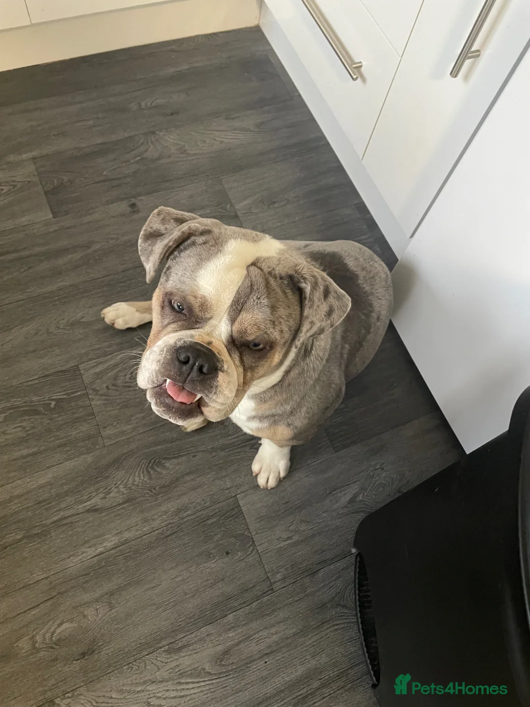English Bulldog dogs for sale: Beautiful English Bulldog in Nottingham - Advert 8