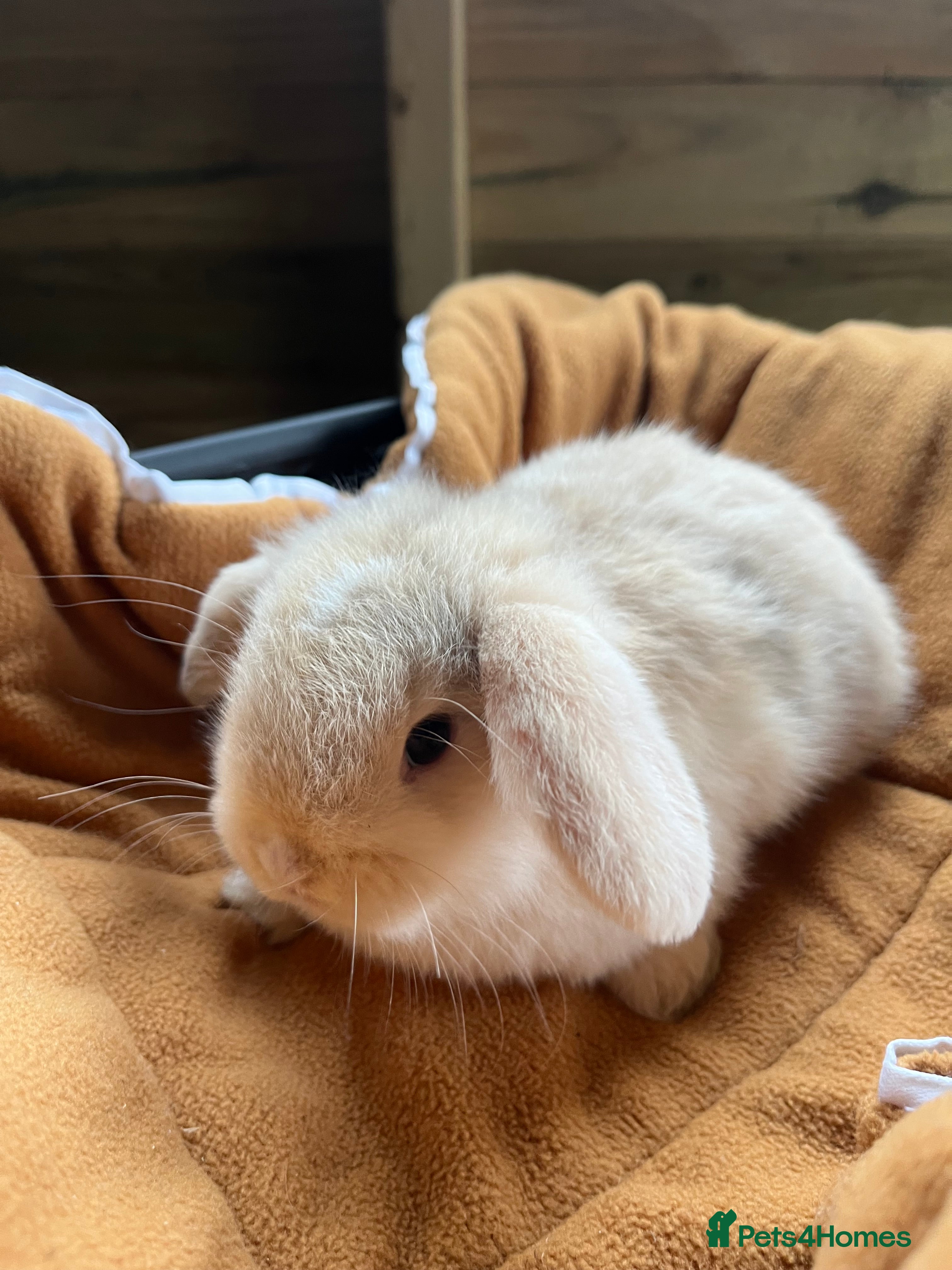 Mini Lop rabbits Gorgeous mini lops stunning colours  - Advert 16