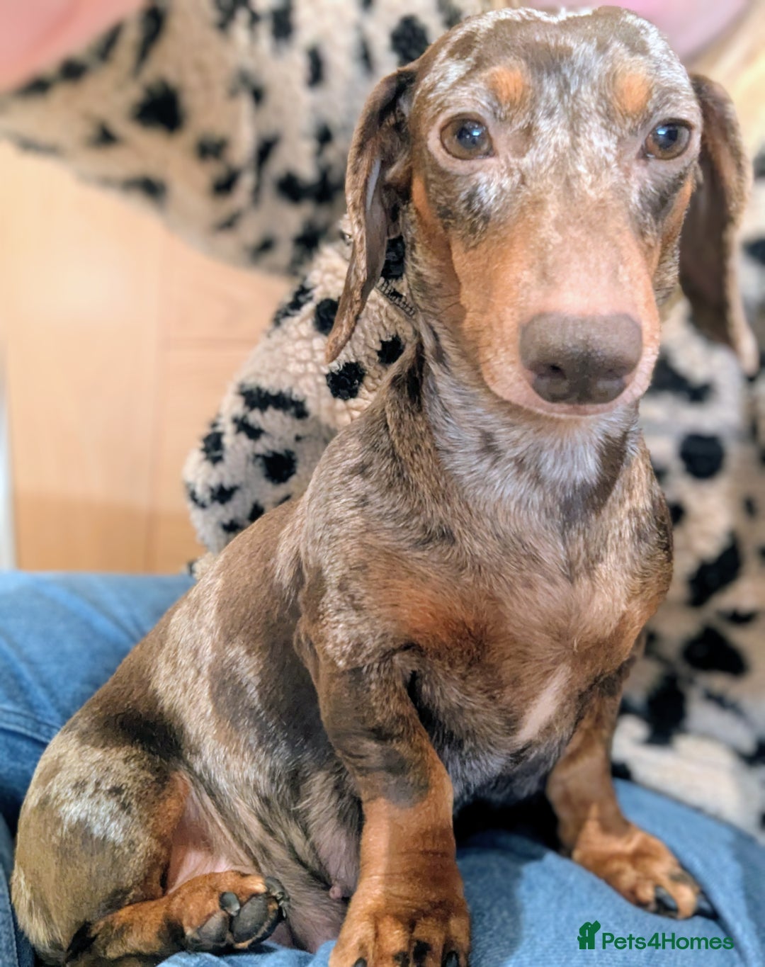Miniature Dachshund dogs for sale: Gorgeous miniature dachshund puppies - Advert 3