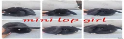 Mini Lop rabbits for sale: Mini lop babies  - Advert 2