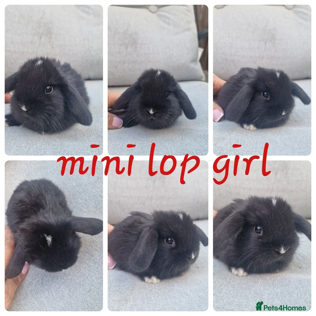 Mini Lop rabbits for sale: Mini lop babies  - Advert 2
