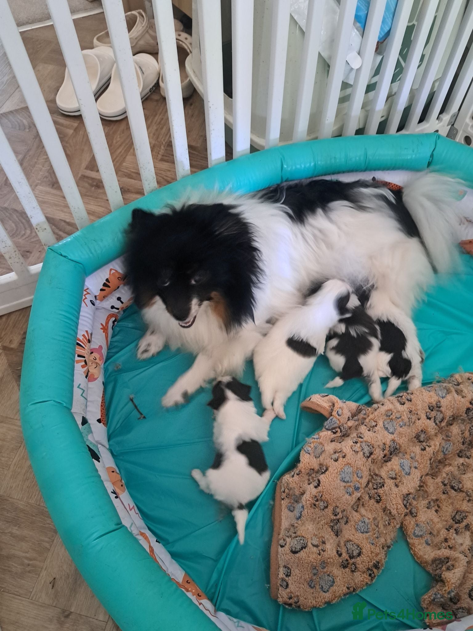 Mixed Breed dogs BEAUTIFUL POMCHON PUPS  FOR SALE - Advert 1