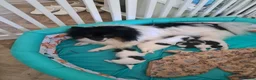 Mixed Breed dogs for sale: BEAUTIFUL POMCHON PUPS  FOR SALE - Advert 1