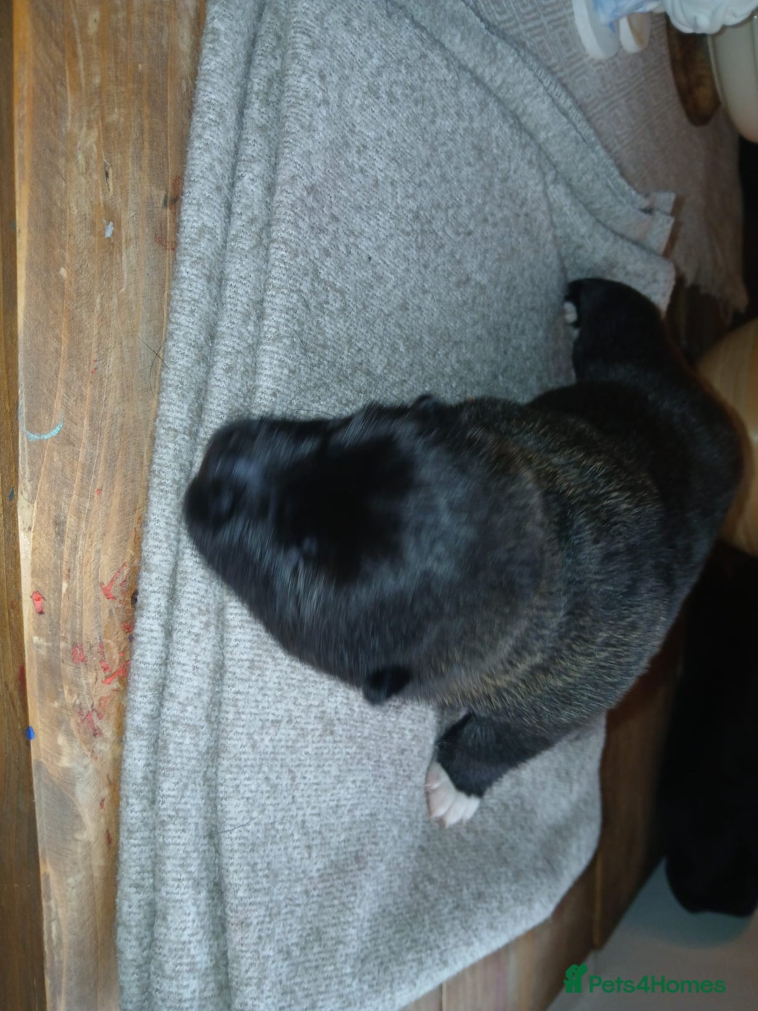 Akita dogs for sale: American Akita puppies on the way 21st of November - Advert 7