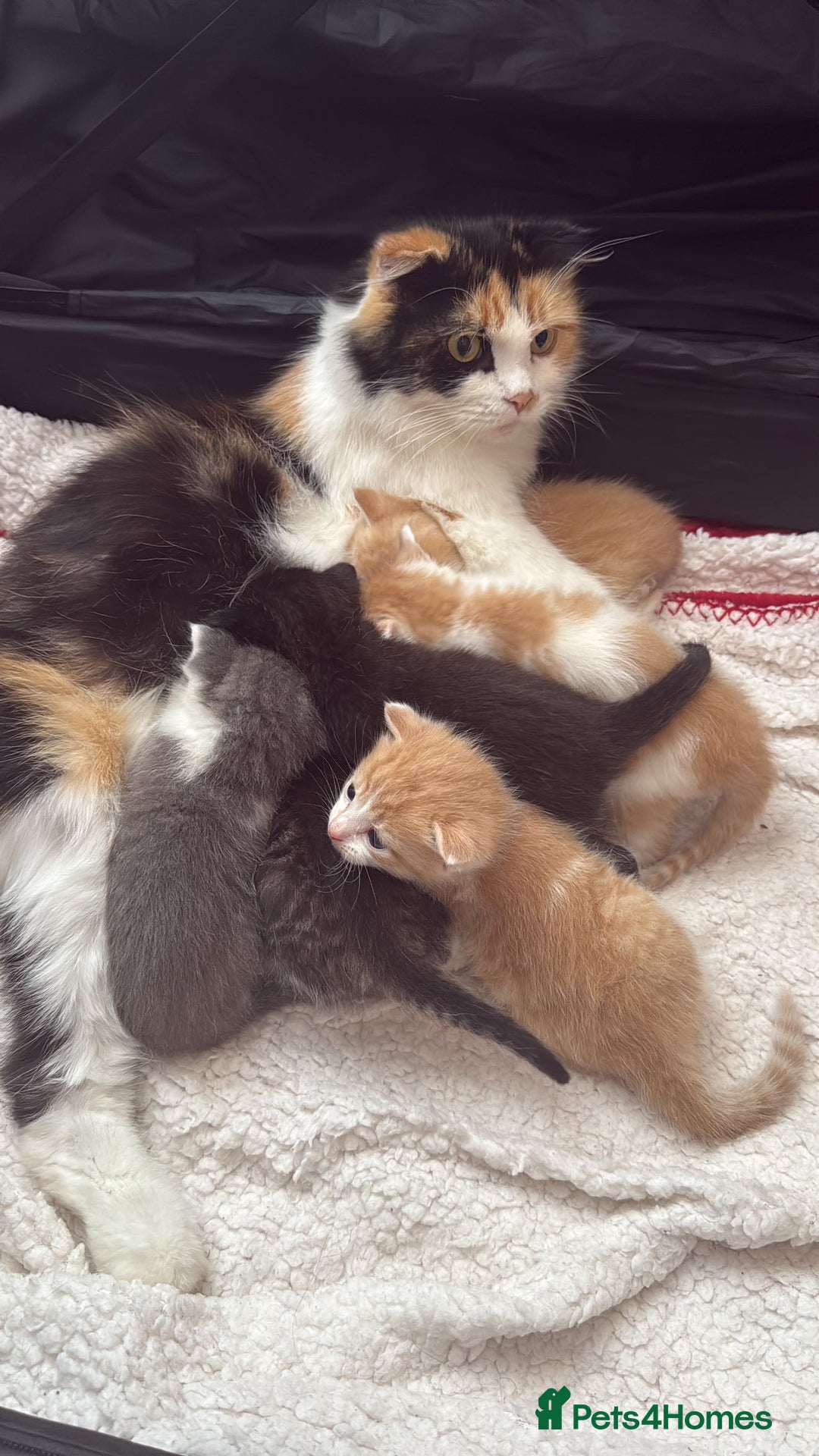 Scottish Fold cats for sale: Adorable Kittens Looking for Forever Homes! 🐾 - Image 1