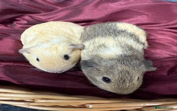 Guinea Pig rodents for sale: Adorable baby Guinea Pigs for loving homes  - Image 4