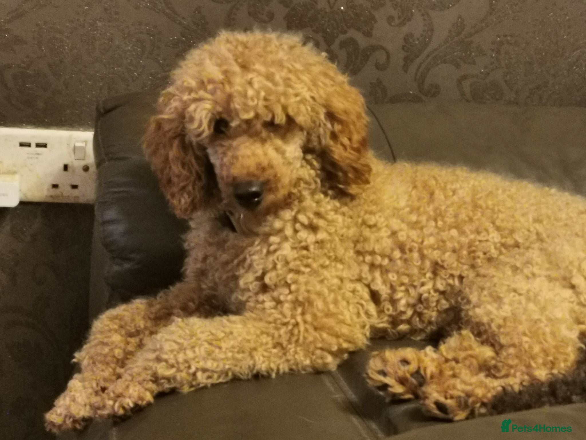 Poodle dogs Beautiful Poodle Puppies - Advert 2
