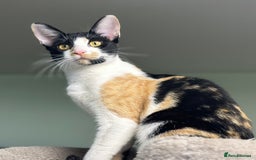Cornish Rex cats for sale: 🐾 last Girl Left – BSH x Cornish Rex Kitten 🐾 in London - Image 1