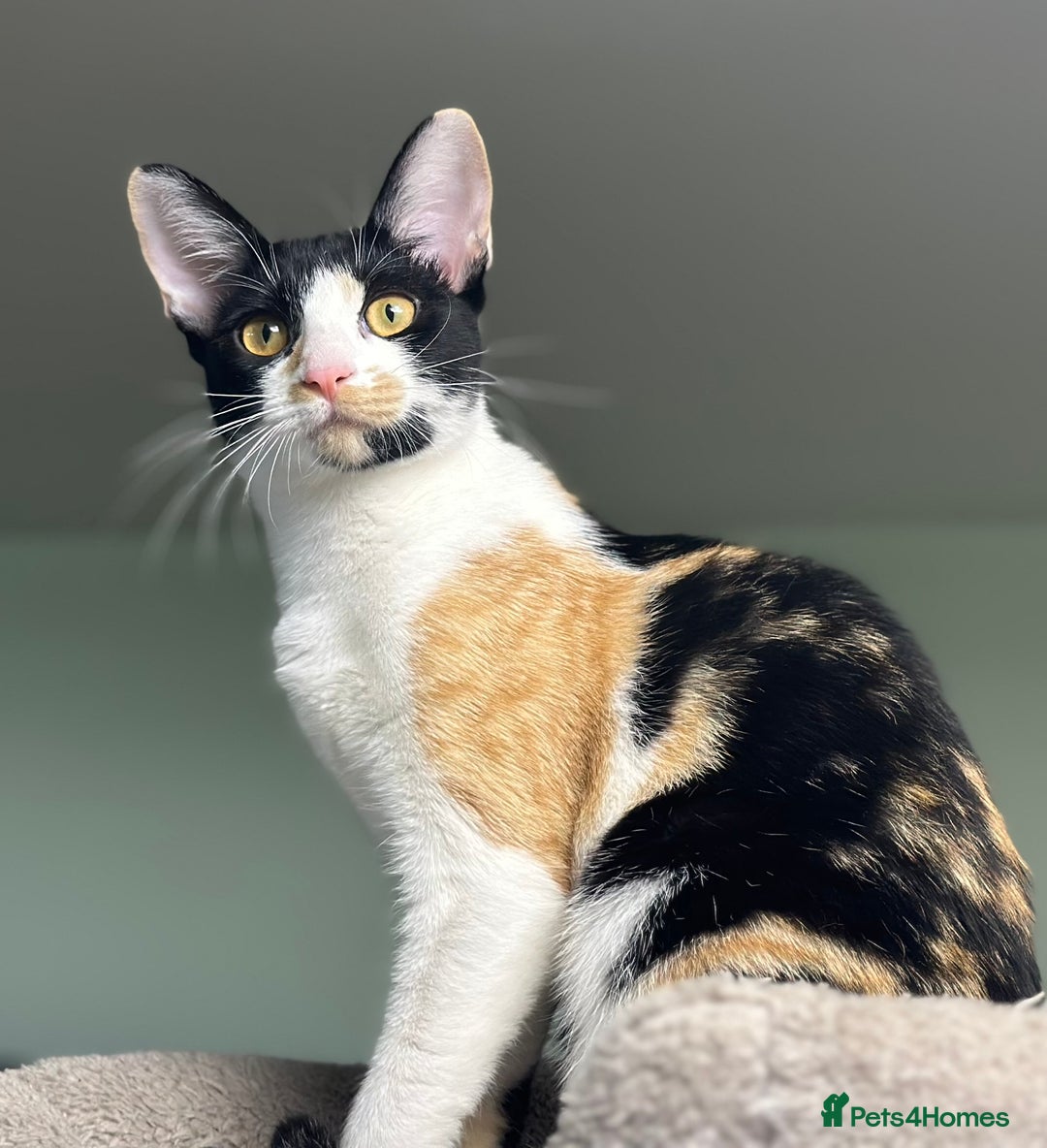 Cornish Rex cats for sale: 🐾 last Girl Left – BSH x Cornish Rex Kitten 🐾 in London - Image 1