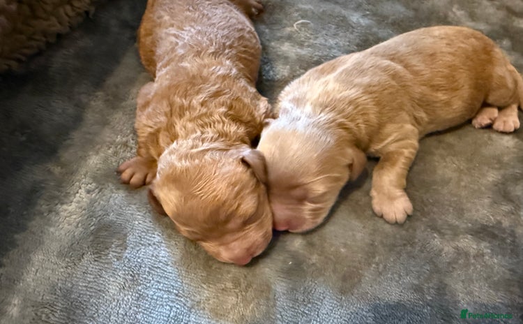 Labradoodle dogs for sale - Advert 1