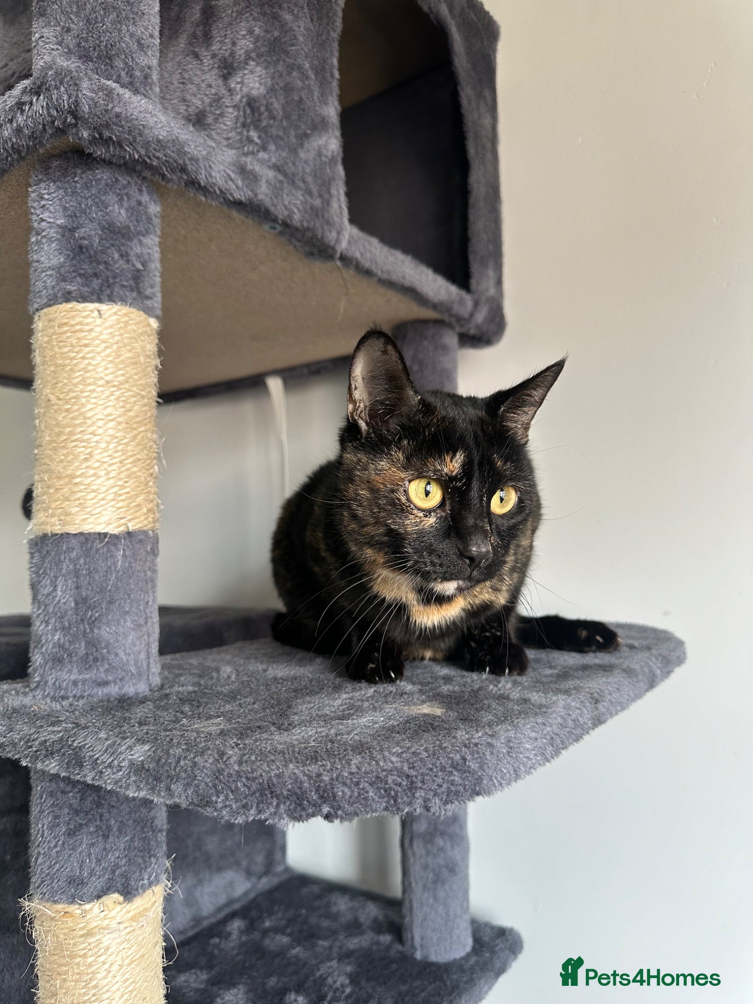 Mixed Breed cats Mixed breed kittens  - Advert 6