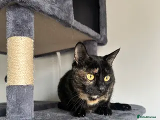 Mixed Breed cats Mixed breed kittens - Advert 6