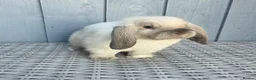 Mini Lop rabbits for sale: Gorgeous Baby Mini Lop Girl - Advert 2