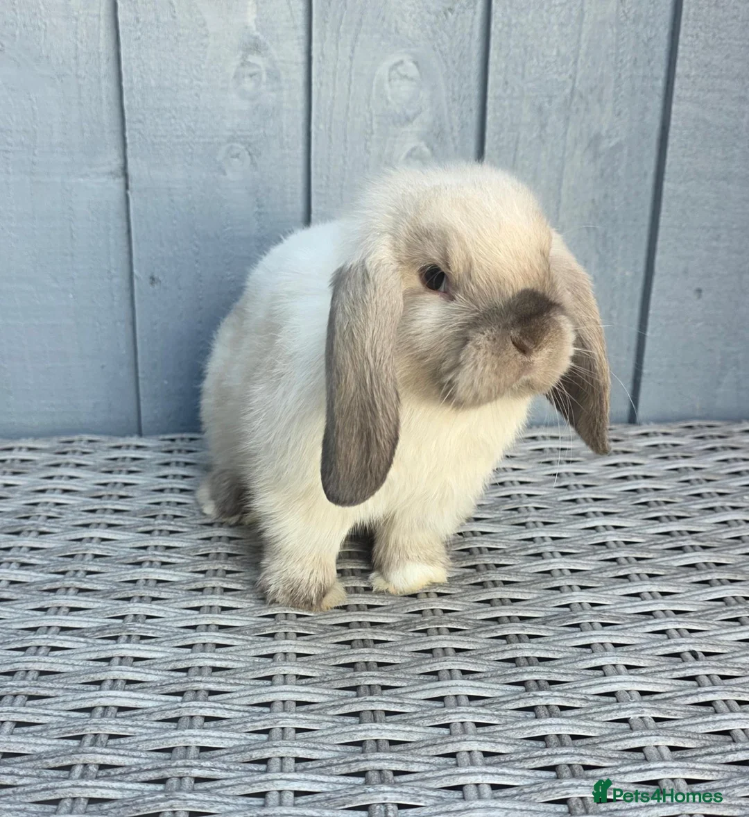 Mini Lop rabbits for sale: Gorgeous Baby Mini Lop Girl - Advert 2