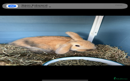 Mini Lop rabbits for sale: Bonded mini lop pair  - Image 3
