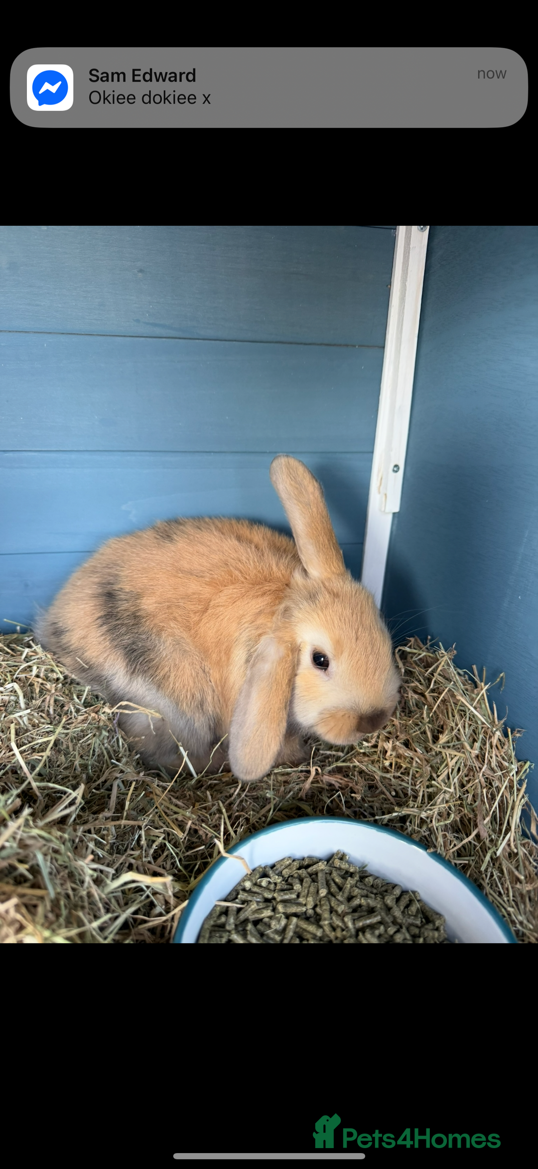 Mini Lop rabbits for sale: Bonded mini lop pair  - Image 3