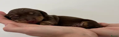 Miniature Dachshund 4