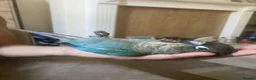 Conures birds for sale: Turquoise Green check conure  - Advert 3
