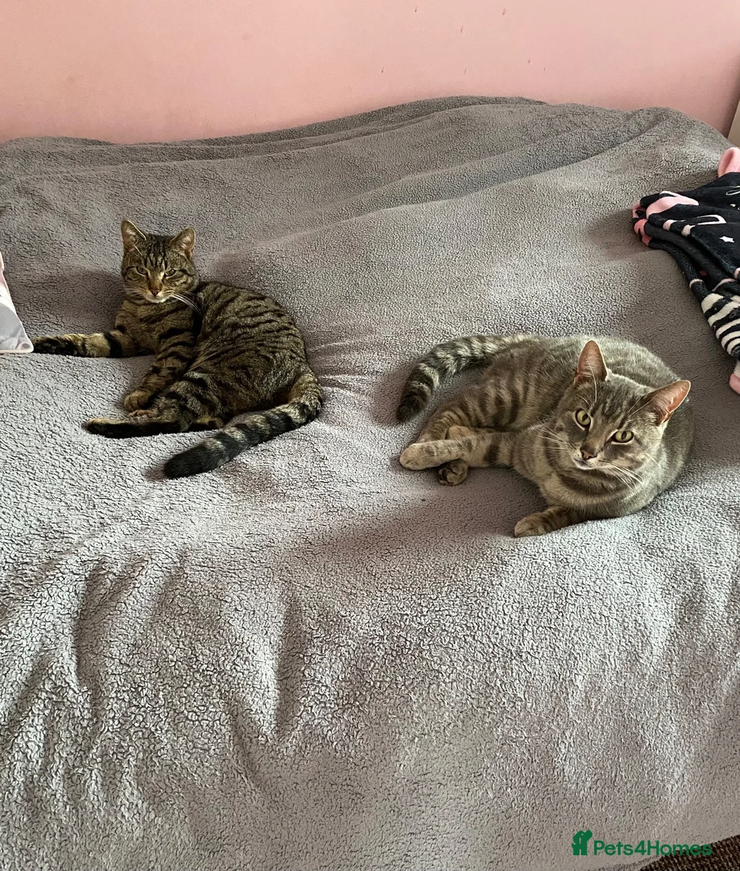 Mixed Breed cats for sale: Ziggy  in Birmingham - Advert 1