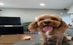 Cavapoo dogs for sale: I'm looking for a new home.  - Image 2