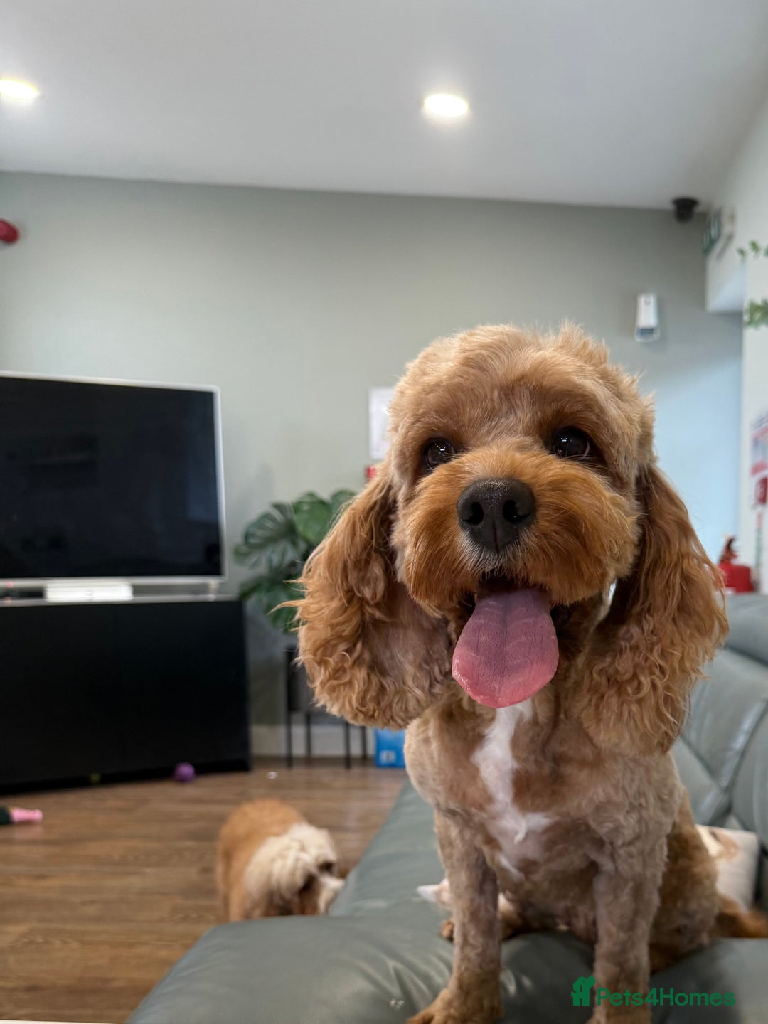 Cavapoo dogs for sale: I'm looking for a new home.  - Image 2