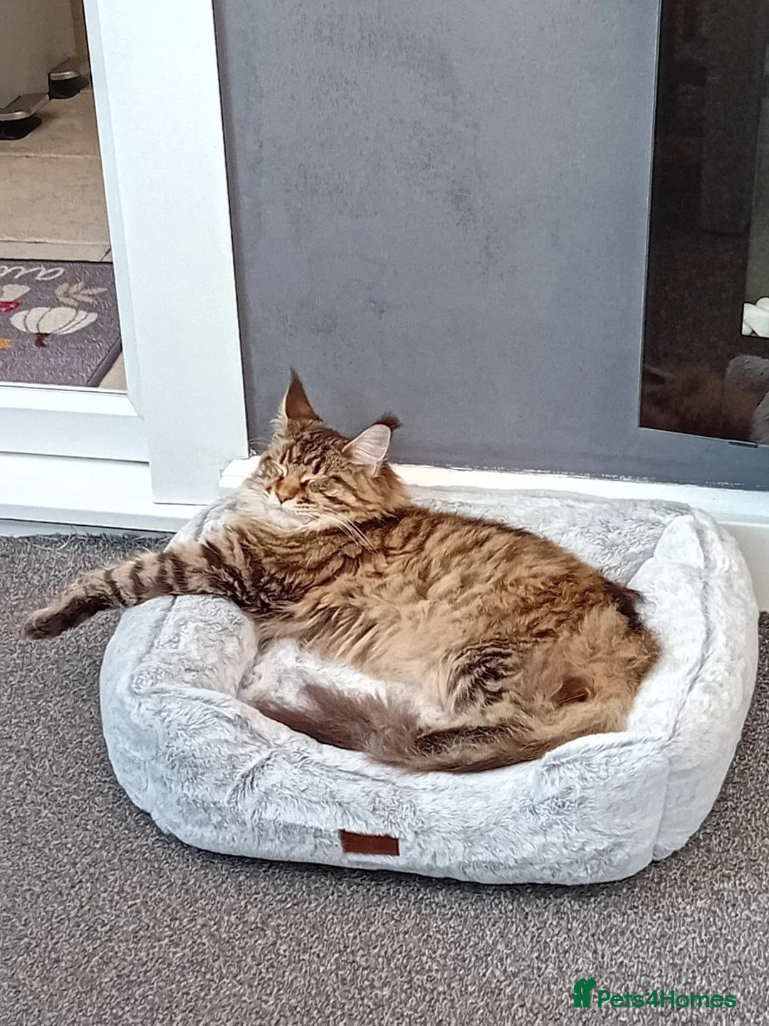 Maine Coon cats for sale: Adorable Main coon kittens - Advert 6