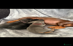 Dachshund dogs for sale: Dachshunds pups for sale - Advert 14