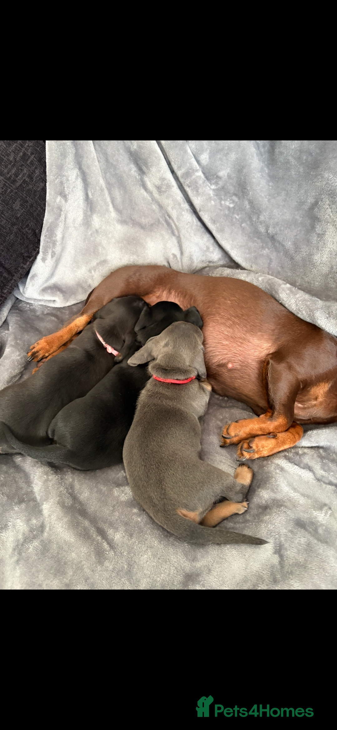 Dachshund dogs for sale: Dachshunds pups for sale - Advert 14