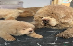 Tibetan Mastiff dogs for sale: Chinese Tibetan mastiff pups  - Image 1
