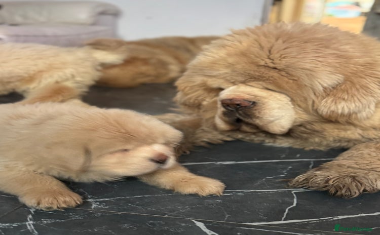 Tibetan Mastiff dogs - Advert 1