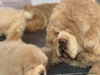 Tibetan Mastiff dogs - Advert 6