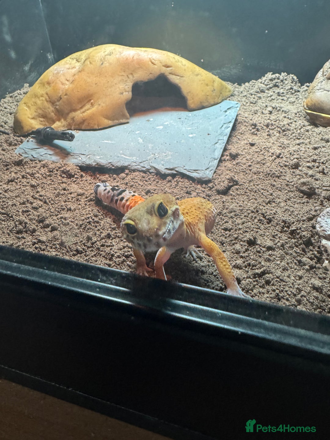 Leopard Gecko reptiles for sale: 1 year old leopard gecko  - Advert 4
