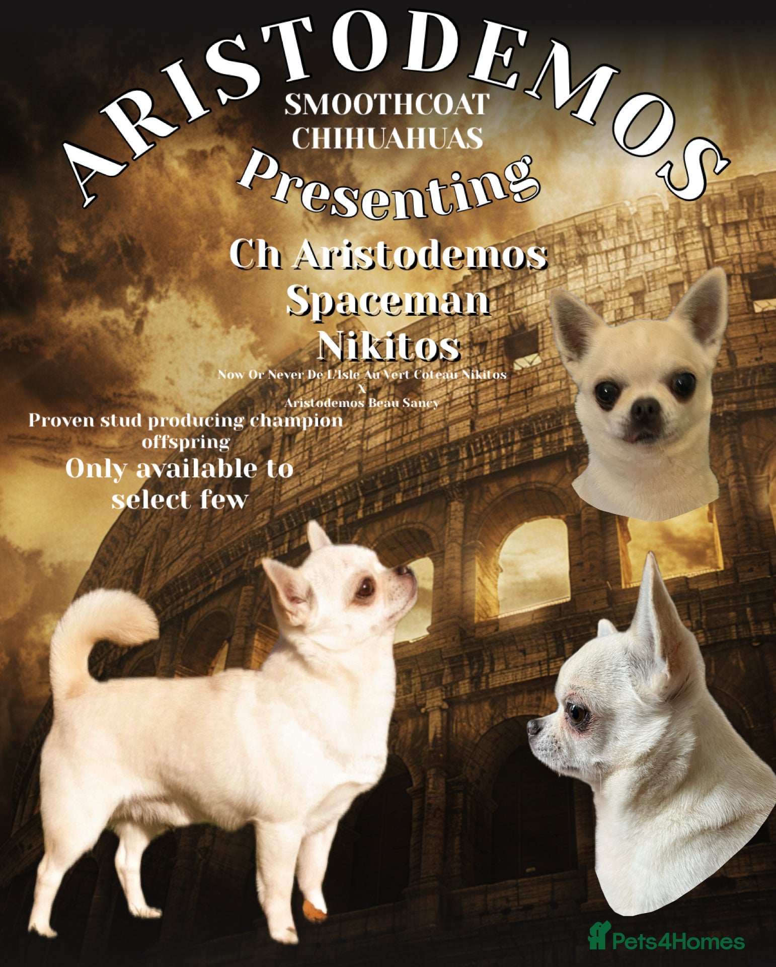 Chihuahua dogs Champion for stud - Advert 1