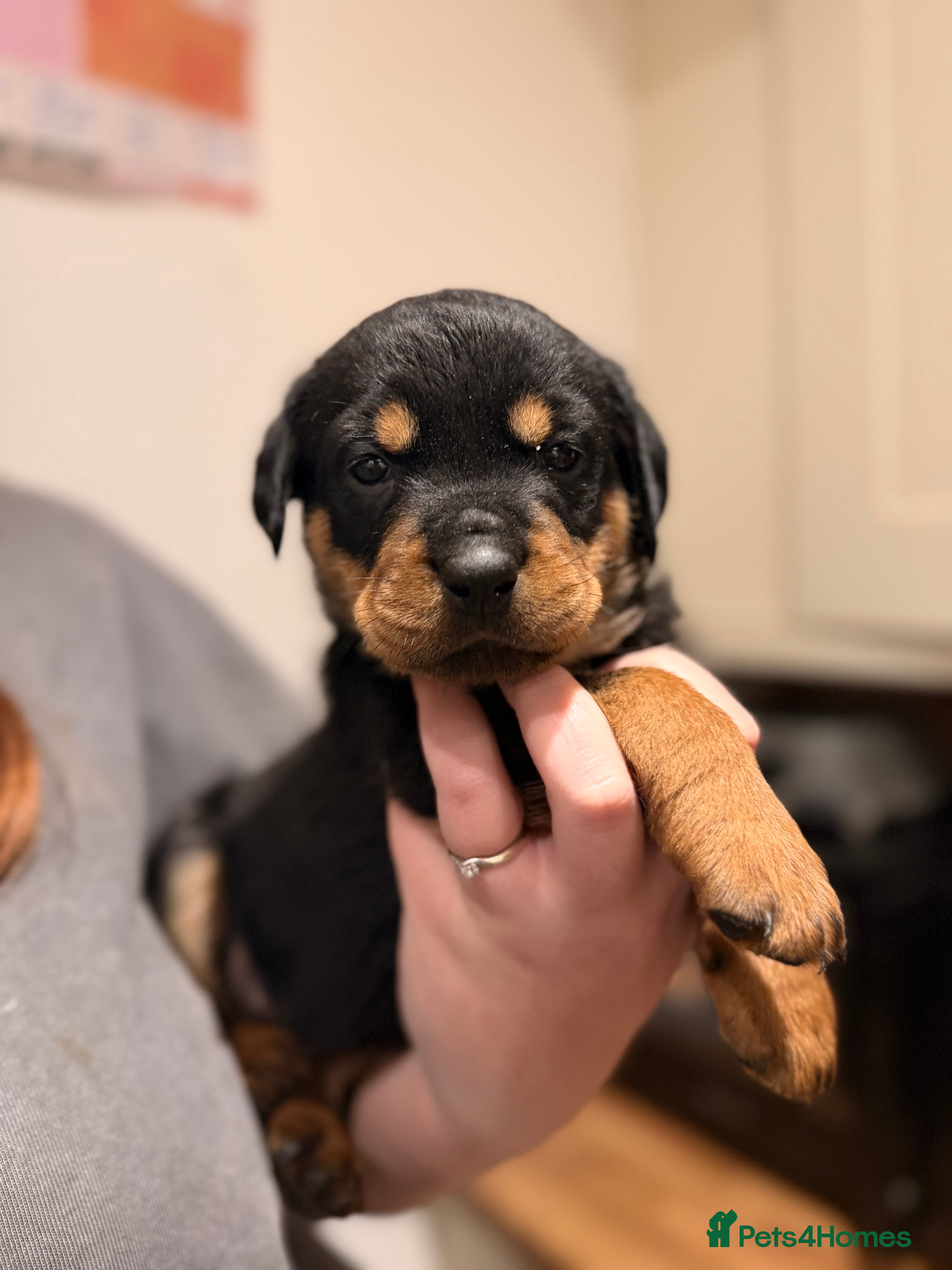 Rottweiler dogs Chunky Rottweiler Puppies - Advert 4