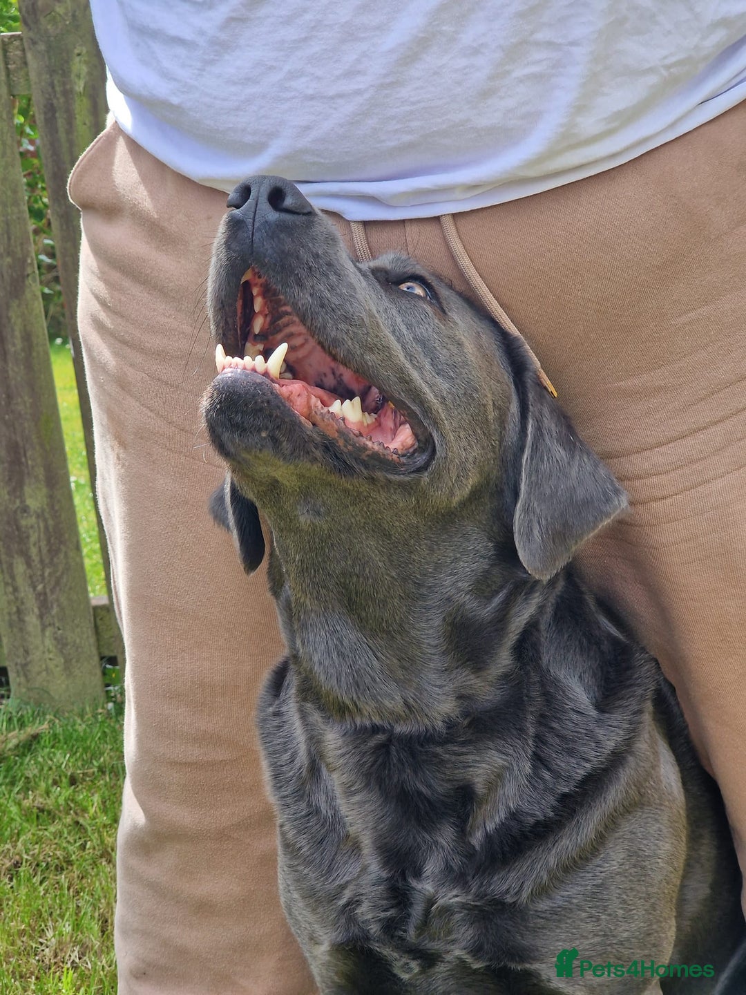 Labrador Retriever dogs for sale: Health Tested KC Registered Labradors - Image 6