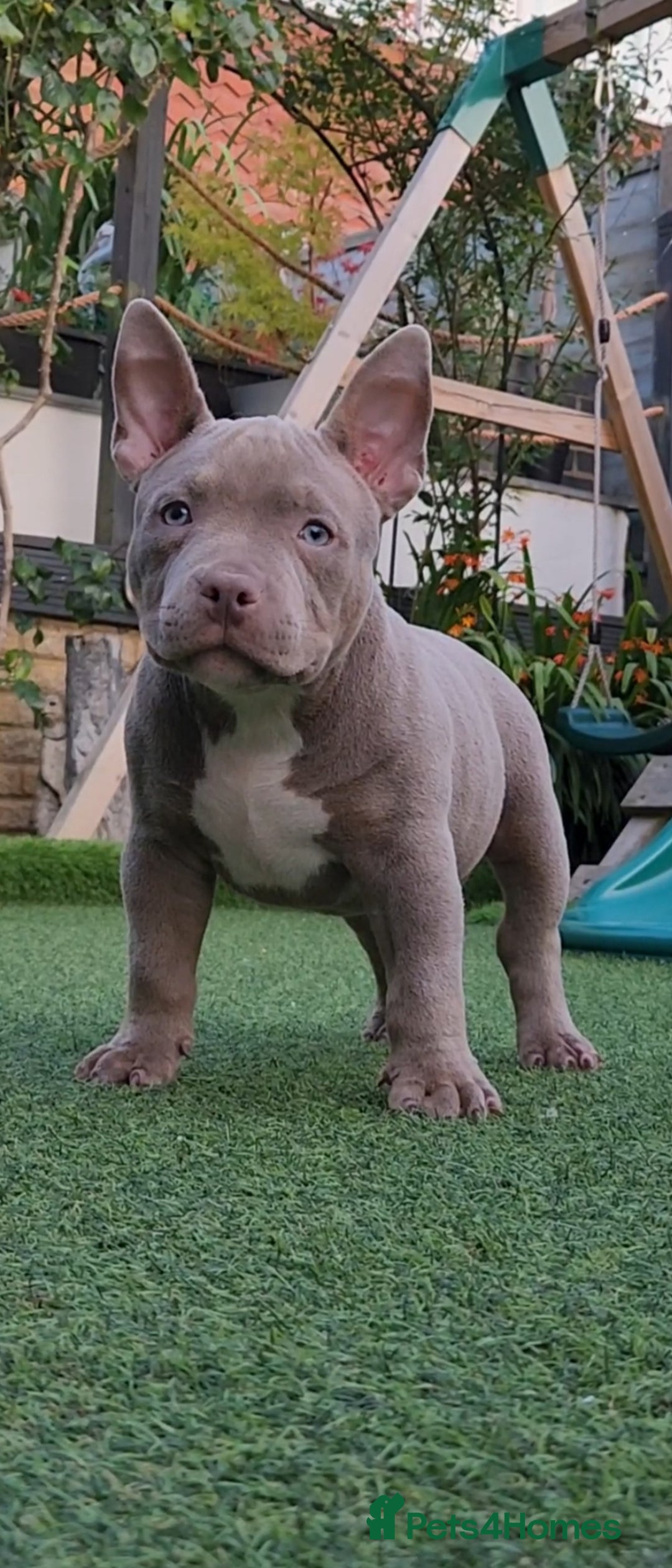 American Bully dogs for sale: American Bully female with extreme future  - Image 3