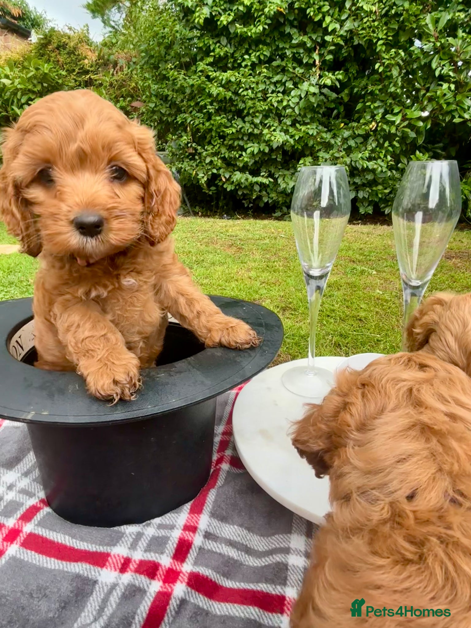 Cockapoo dogs Very Rare Yankee Doodle Puppies Waiting List Open - Advert 1