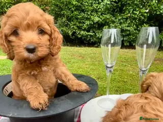 Cockapoo dogs Very Rare Yankee Doodle Puppies Waiting List Open - Advert 1