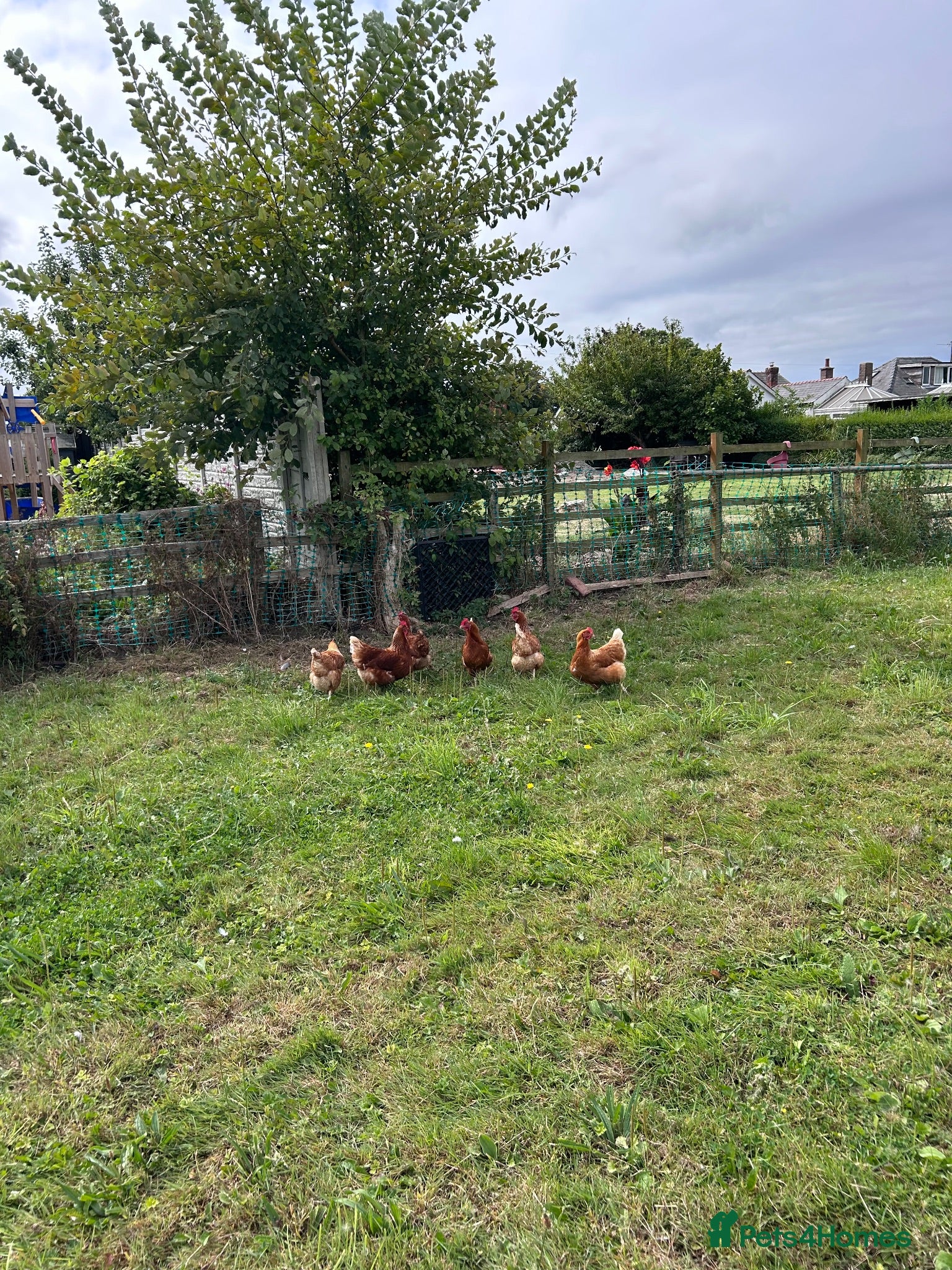 Hens poultry Looking for new home  - Advert 3