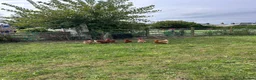 Hens poultry for sale: Looking for new home  - Advert 1