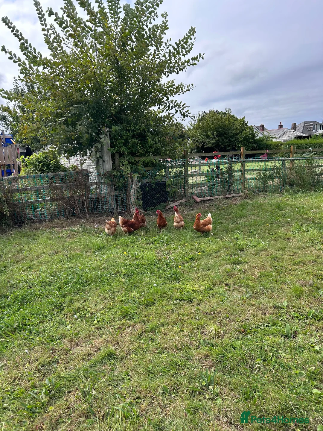 Hens poultry for sale: Looking for new home  - Advert 1