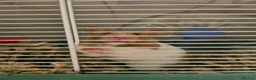 Hamster rodents for sale: Female syrian hamster with set up - Advert 4