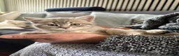 British Shorthair cats for sale: Last 2 kitten available  - Advert 1