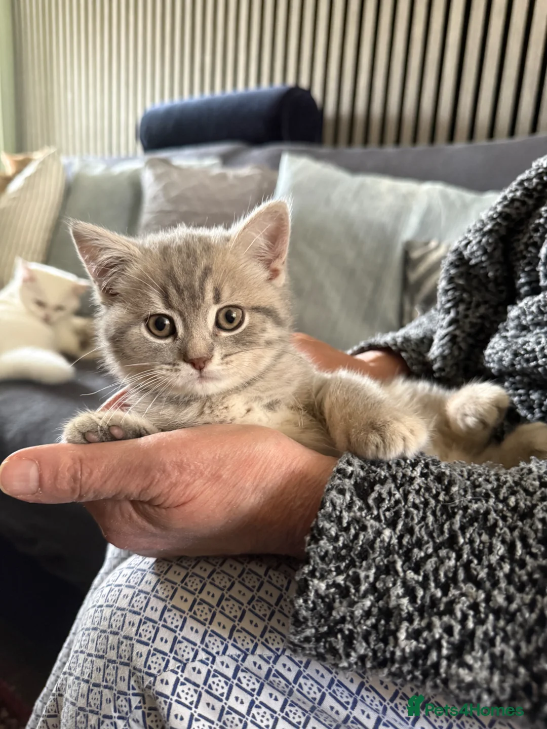 British Shorthair cats for sale: Last 2 kitten available  - Advert 1