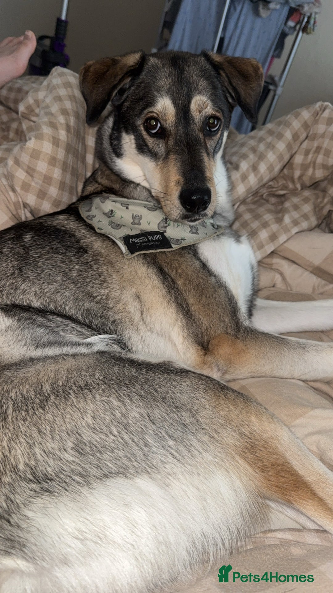 Mixed Breed dogs for sale: 3 year old husky lab  - Image 4